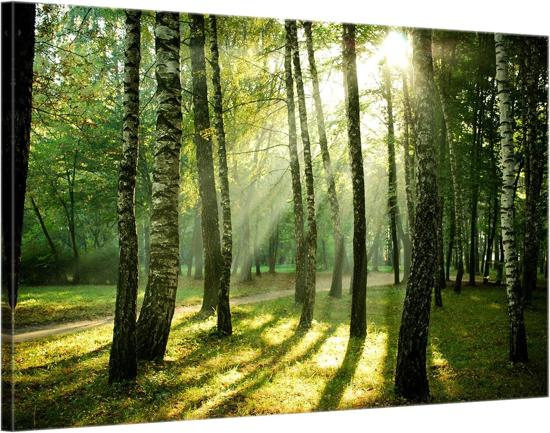 ge Bildet Bild auf Leinwand | Landschaftsbilder - Wald I in 70x50 cm als Wandbild | Wand-deko Dekora