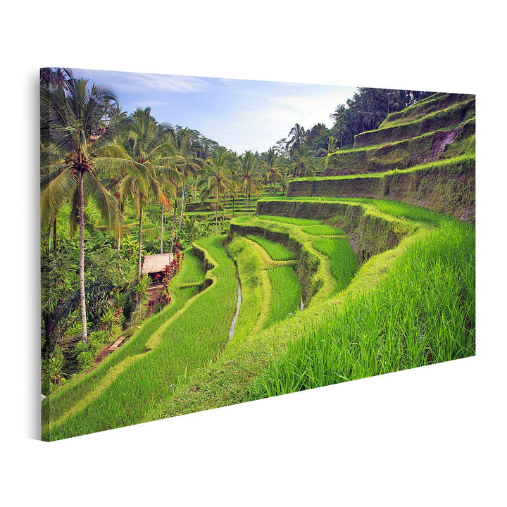 islandburner Bild auf Leinwand Terrasse Reisfelder Ubud Tegallalang Bali Indonesien Bilder Wandbilde