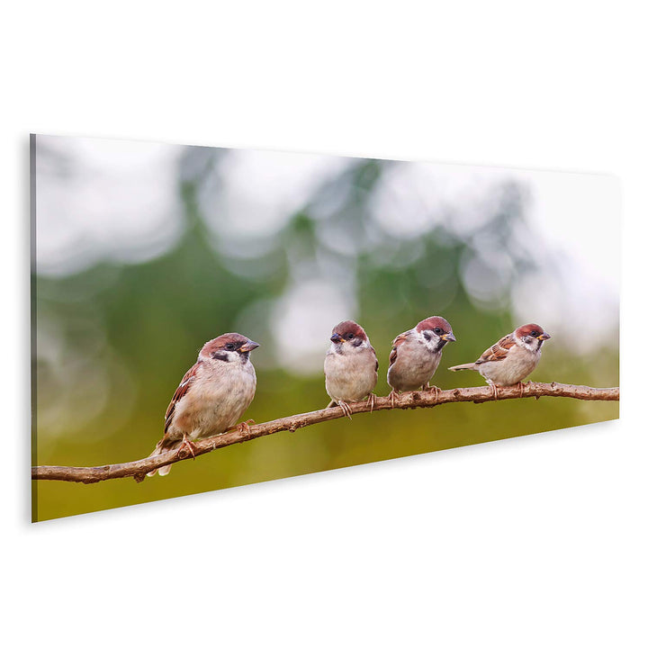 islandburner Bild auf Leinwand Lustige Spatzen Vögel Gruppe Frühling Bilder Wandbilder Poster Leinwa