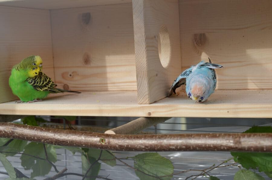 Vogelgaleria® Nistkasten Nymphensittiche gross XXL | Schlafhaus Vogel Naturholz – sicherer Rückzugso