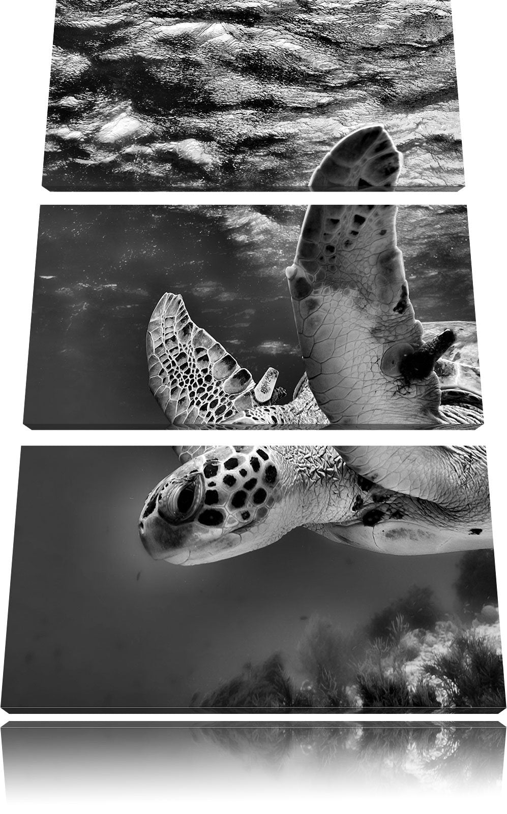 Pixxprint Schildkröte im Riff als Leinwandbild/Grösse: 3 Teilig (120x80) cm/Wandbild/Kunstdruck/fert