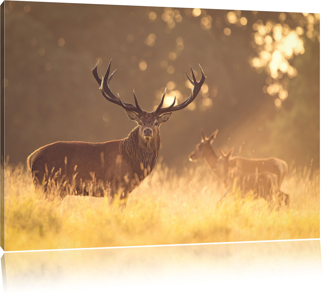 Pixxprint Rotwild im goldenen Morgenlicht als Leinwandbild/Grösse: 100x70 cm/Wandbild/Kunstdruck/fer