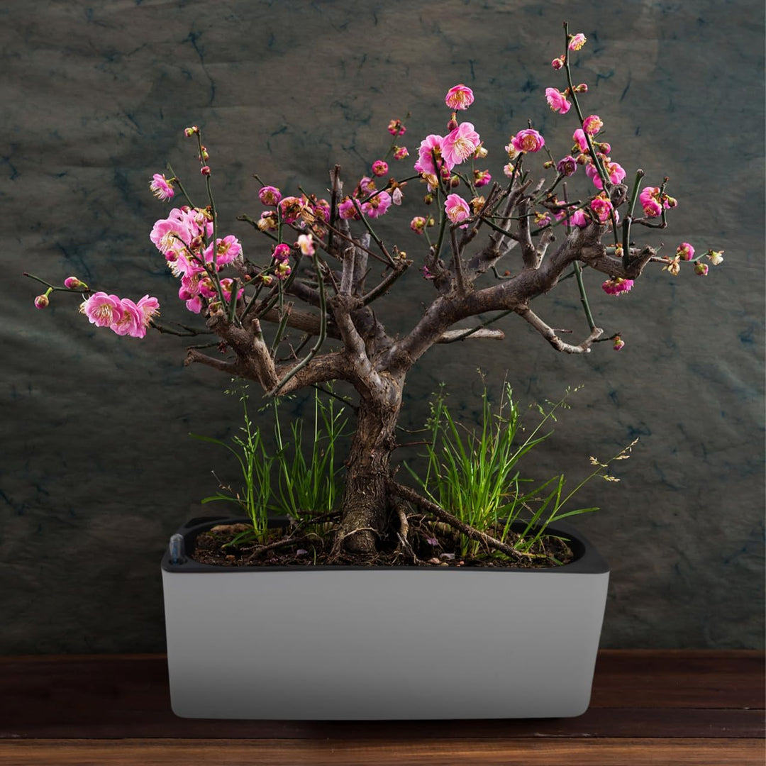 Happyyami 2 Pcs in 1 Set Selbst Bewässerung Pflanzer mit Docht Seil Einstellbare Faul Blumentopf Kor