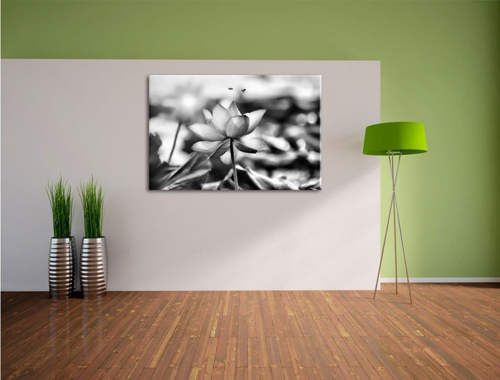 Pixxprint Lotus im Abendlicht / 100x70cm Leinwandbild bespannt auf Holzrahmen/Wandbild Kunstdruck De