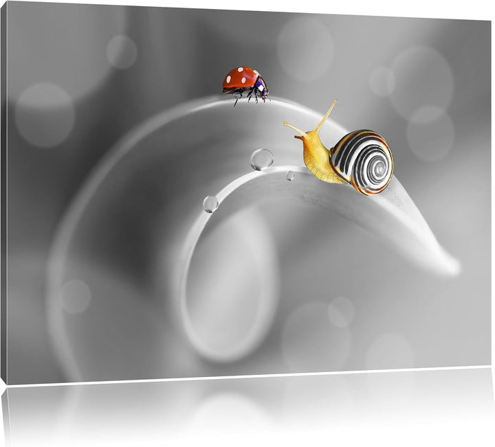 Pixxprint eine Schnecke und Marienkäfer als Leinwandbild | Grösse: 100x70 cm | Wandbild | Kunstdruck