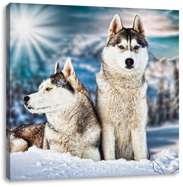 Zwei wilde Huskies, Format: 70x70 auf Leinwand, XXL riesige Bilder fertig gerahmt mit Keilrahmen, Ku