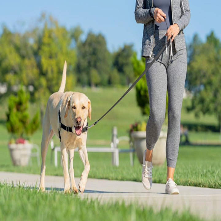 PetSafe Easy Walk-Geschirr, Anti-Zieh-Hundegeschirr, Verringert Würgen und Husten, Mit 1,8 M Leine,