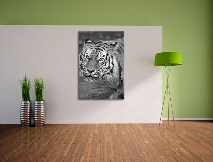 scheuer grosser Tiger schwarz/weiss auf Leinwand, XXL riesige Bilder fertig gerahmt mit Keilrahmen,