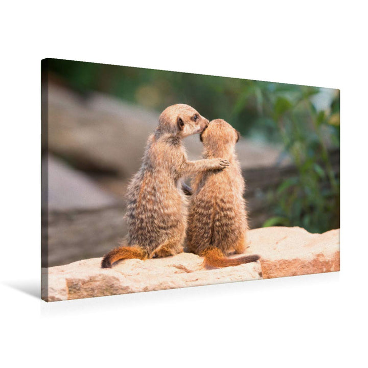 Premium Textil-Leinwand 75 x 50 cm Quer-Format Erdmännchen | Wandbild, HD-Bild auf Keilrahmen, Ferti
