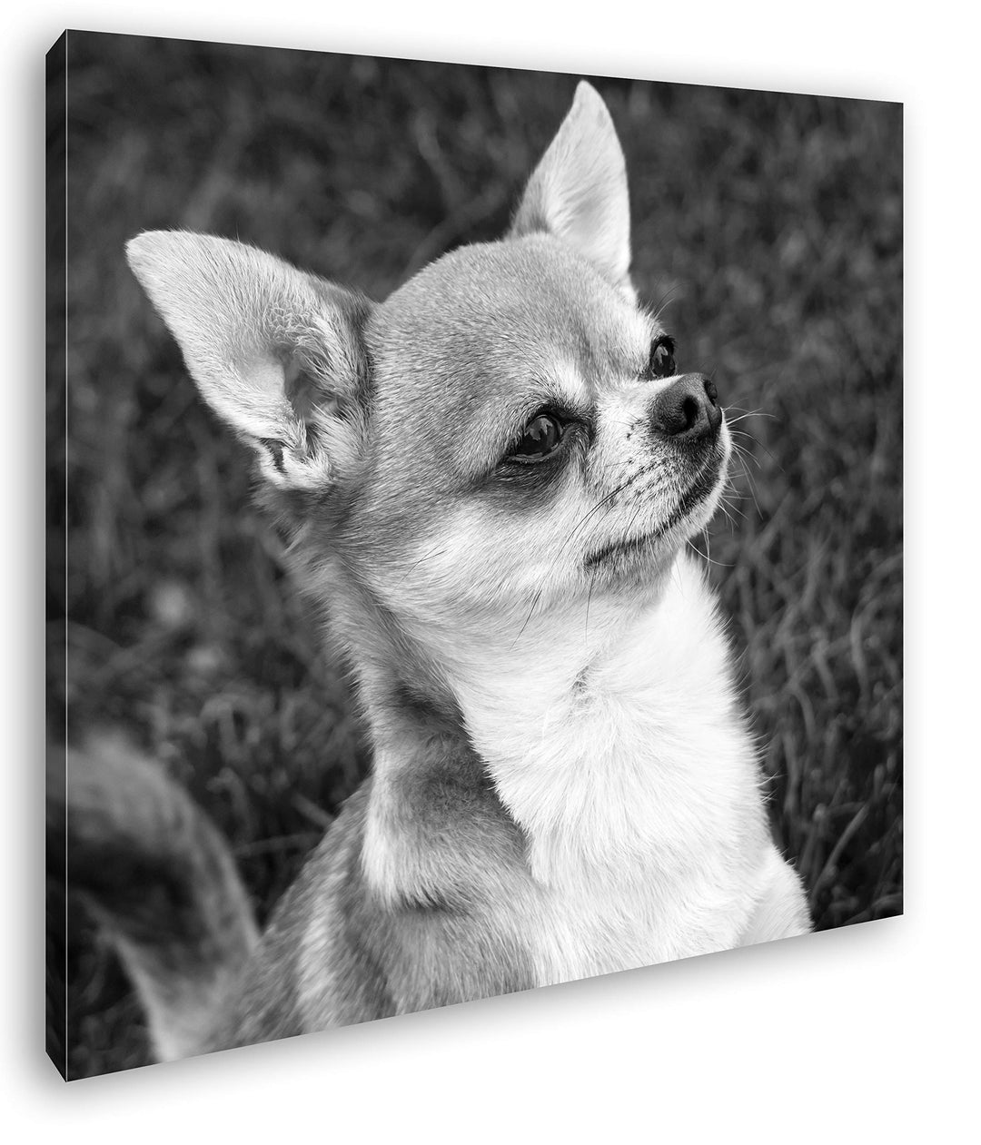 deyoli niedlicher Chiwawa Format: 60x60 Effekt: Schwarz&Weiss als Leinwandbild, Motiv auf Echtholzra