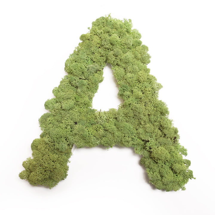 Moosbuchstabe Islandmoos ABC Buchstaben mit Moos (A, 30 cm) A 30 cm, A 30 cm