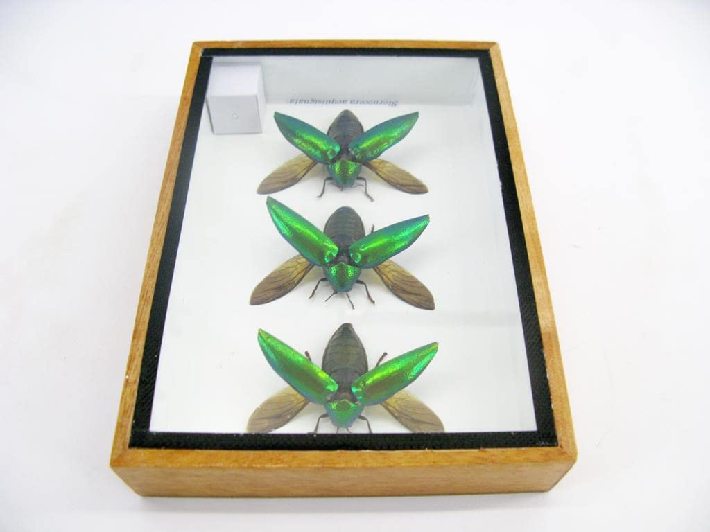 Echte exotische riesige Käfer, Insekten und Krabbler im Schaukasten - Insekten - Taxidermie (3 Stern