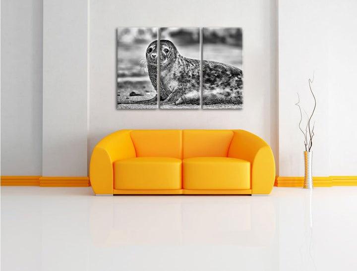 Pixxprint Monocrome, niedliche Robbe am Strand 3-Teiler Leinwandbild 120x80 Bild auf Leinwand
