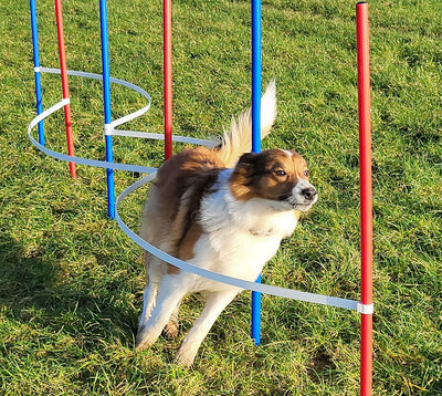 Wuzzmann Agility - Slalom - AUSBILDUNGSSET MIT 4 SLALOMBÖGEN/TRAININGSBÖGEN + 6 SLALOMSTANGEN ROT/BL