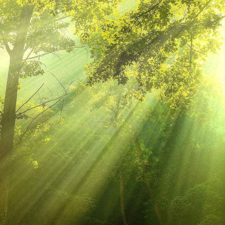 Runa Art Bild Schlafzimmer Wohnzimmer Wald Landschaft 5 Teilig Sonne Grün Wandbilder auf Vlies Leinw