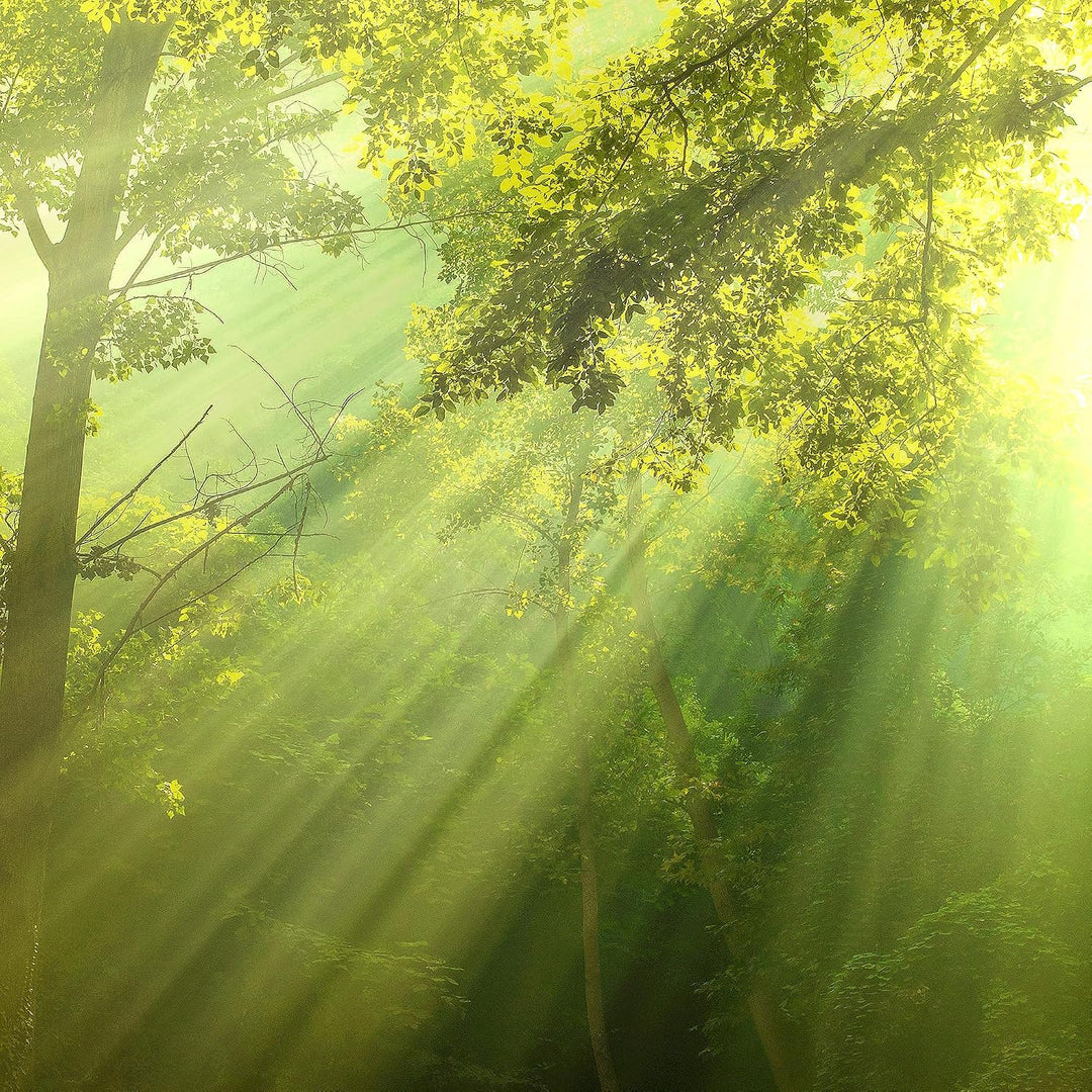 Runa Art Wandbilder Wald Landschaft 5 Teilig Bild auf Vlies Leinwand Deko Schlafzimmer Wohnzimmer So