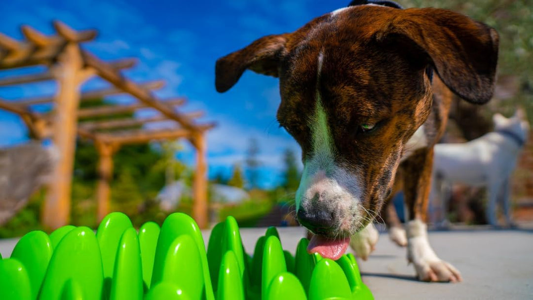 Anti Schling Napf green für Hunde + Katzen Fressnapf Futternapf Hundenapf - in grün Gross, Gross