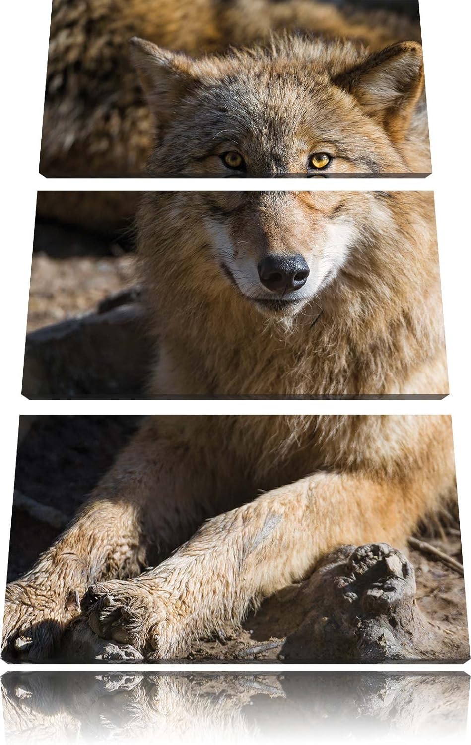 Pixxprint aufschauender Wolf 3-Teiler Leinwandbild 120x80 Bild auf Leinwand