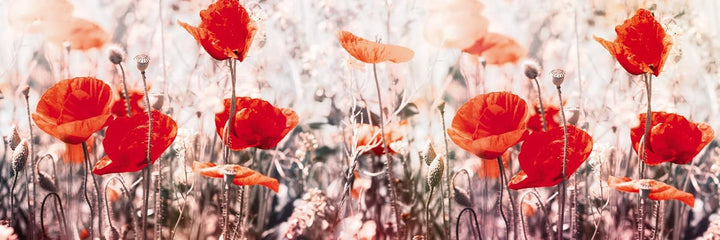 DIMEX Küchenrückwand Folie selbstklebend Mohnblumen | Klebefolie - Dekofolie - Spritzschutz für Küch