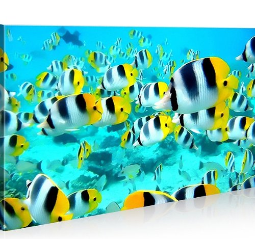 islandburner Bild Bilder auf Leinwand Doktorfische 1p XXL Poster Leinwandbild Wandbild art up your l