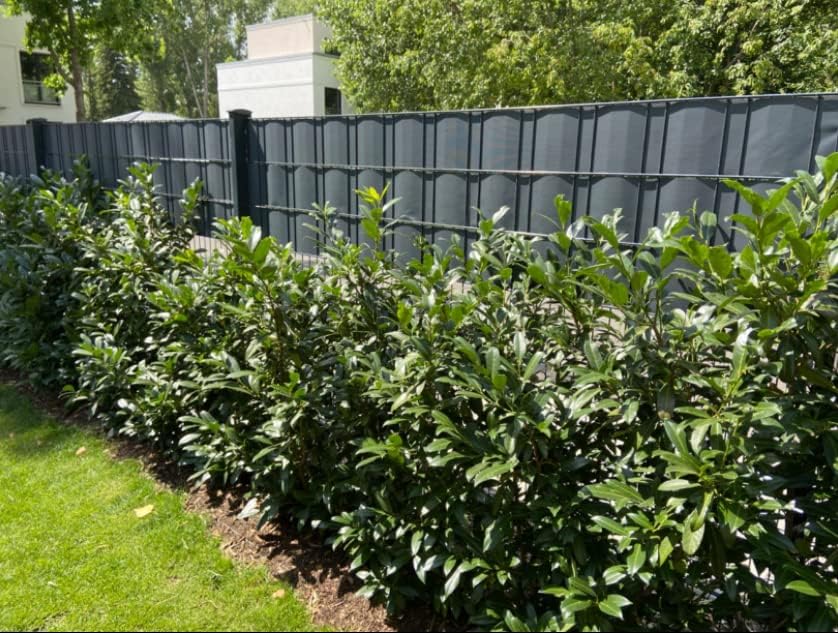 iFence Sichtschutzstreifen 50 Meter x 19 cm inkl. 30 Clips - diverse Farben (50 m, Anthrazit), Anthr