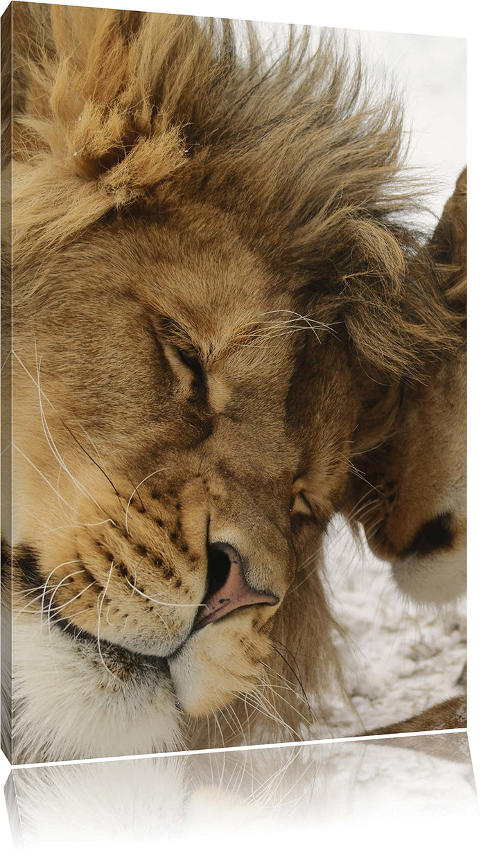 Kuschelnde Löwen, Format: 100x70 auf Leinwand, XXL riesige Bilder fertig gerahmt mit Keilrahmen, Kun