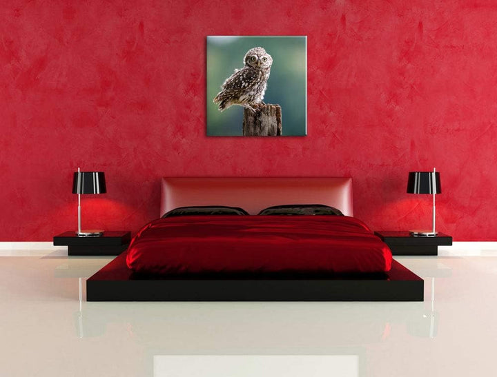 Lustige kleine Eule, Format: 70x70 auf Leinwand, XXL riesige Bilder fertig gerahmt mit Keilrahmen, K