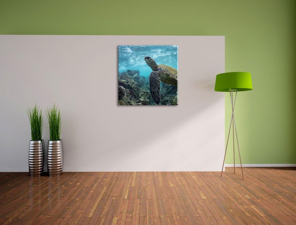 Schildkröte im Pazifik, Format: 70x70 auf Leinwand, XXL riesige Bilder fertig gerahmt mit Keilrahmen