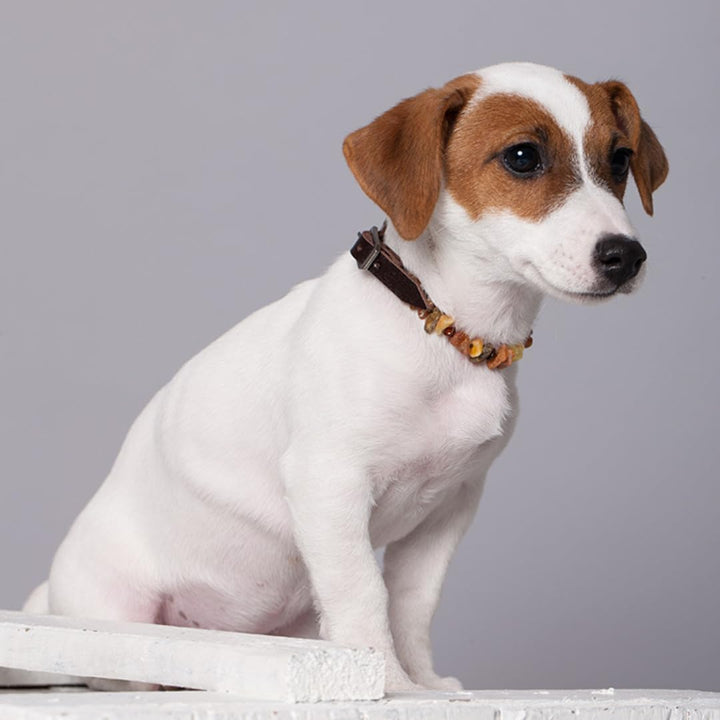 Bernsteinkette Hund, Zeckenschutz Hunde, Bernsteinhalsband hunde, Flöhe Hund, Zeckenschutz Katze von