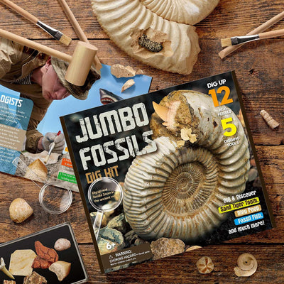 XX Gross Fossilien Ausgrabungsset Kinder - Ausgraben 12 Versteinerungen Fossilien - Lehrreich Spielz