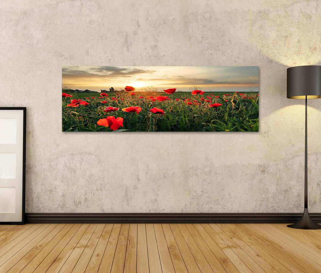 islandburner Bild auf Leinwand Mohnblumen Feldblume Auf Sonnenuntergang Wandbild Poster Kunstdruck B