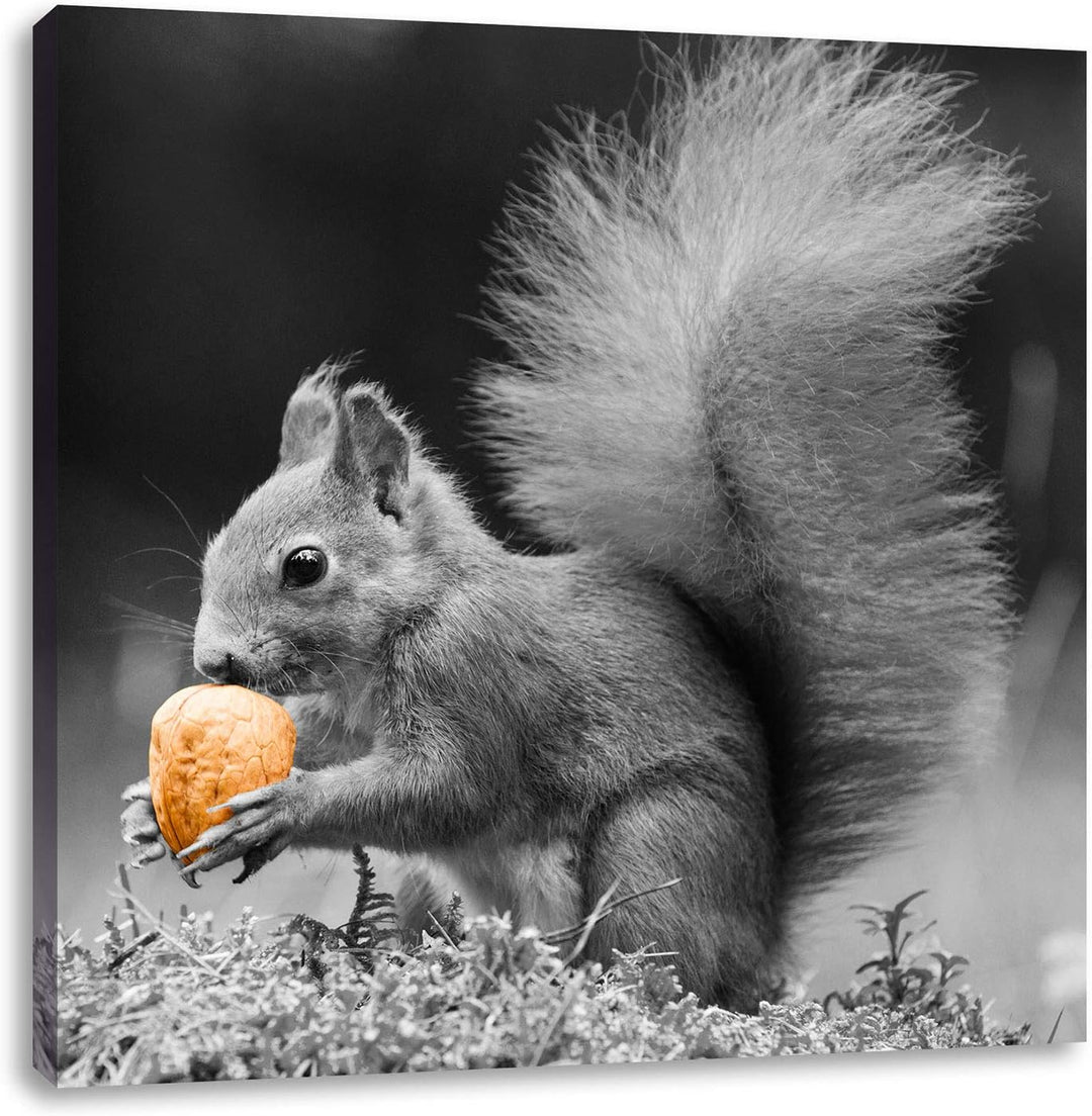 Pixxprint niedliches Eichhörnchen mit Nuss als Leinwandbild/Grösse: 70x70 cm/Wandbild/Kunstdruck/fer