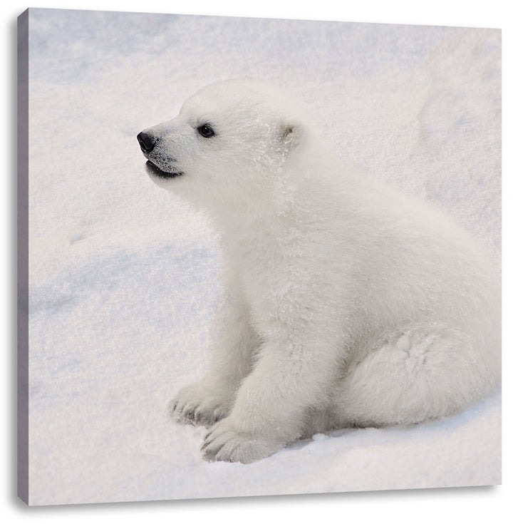 niedliches Eisbär Baby, Format: 70x70 auf Leinwand, XXL riesige Bilder fertig gerahmt mit Keilrahmen