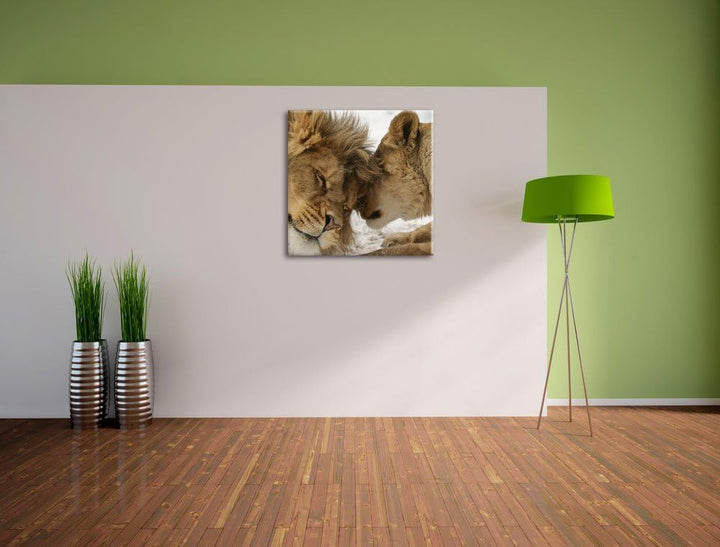 Kuschelnde Löwen, Format: 70x70 auf Leinwand, XXL riesige Bilder fertig gerahmt mit Keilrahmen, Kuns