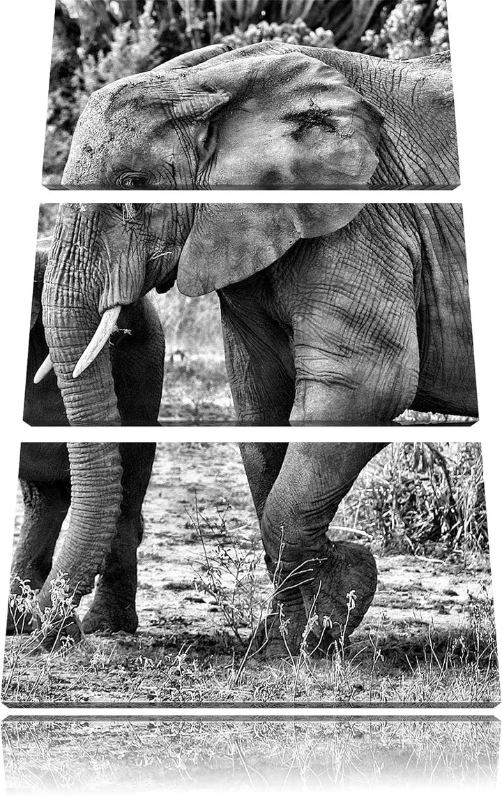 Pixxprint Elefantenkuh mit Jungtier als Leinwandbild/Grösse: 3 Teilig (120x80) cm/Wandbild/Kunstdruc
