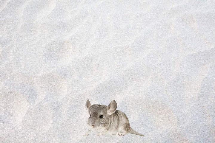 Doubleyou Geovlies & Baustoffe 10 kg. Chinchilla Sand Badesand - Made in Germany - abgerundete Körnu
