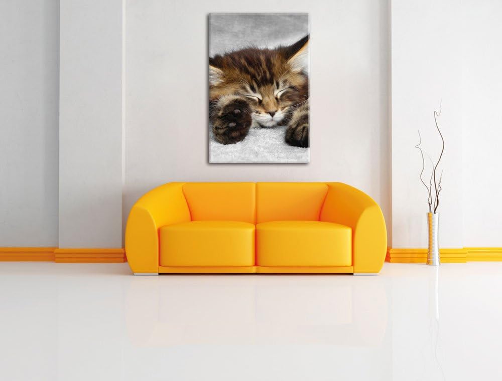 Pixxprint schlafende Katze mit grossen Ohren als Leinwandbild/Grösse: 100x70 / Wandbild/Kunstdruck/f