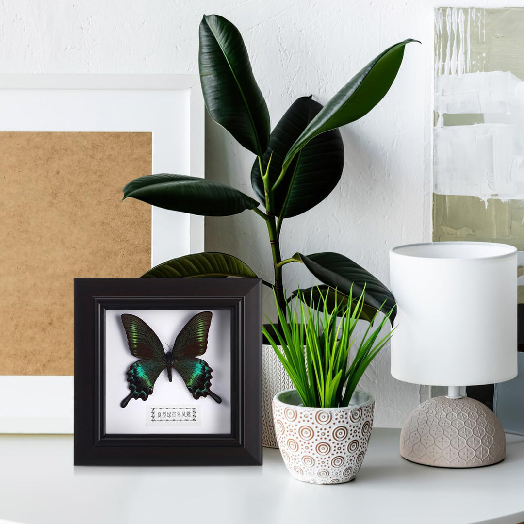 Homoyoyo Rahmen Für Schmetterlingsexemplare Exquisiter Blauer Morpho-Schmetterling Gerahmt Und Monti