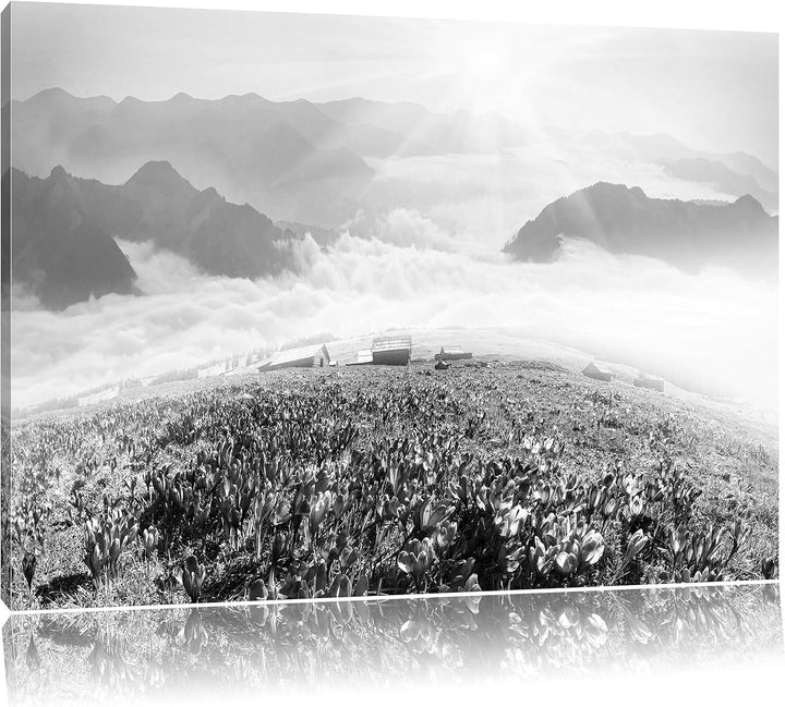 Pixxprint Blühende lilane Krokusse mit Aussicht auf die Berge Kunst B&W, Format: 100x70 auf Leinwand