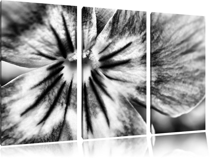 Pixxprint farbenfrohes Stiefmütterchen als Leinwandbild | Grösse: 3 Teilig (120x80) | Wandbild| Kuns