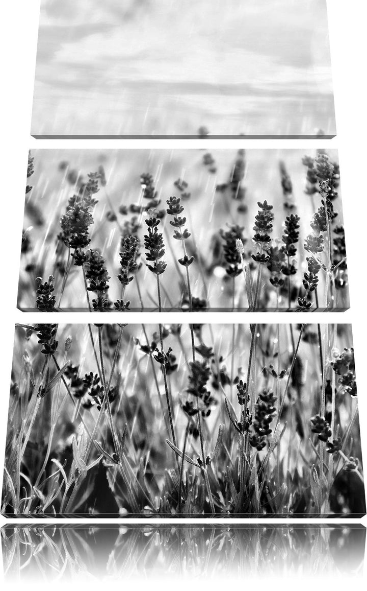 Pixxprint Schöner Lavendel im Regen als Leinwandbild/Grösse: 3 Teilig (120x80) cm/Wandbild/Kunstdruc