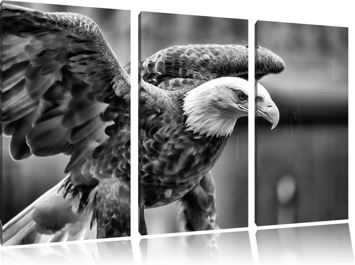 Pixxprint Adler als Leinwandbild | Grösse: 3 Teilig (120x80) | Wandbild| Kunstdruck | fertig bespann