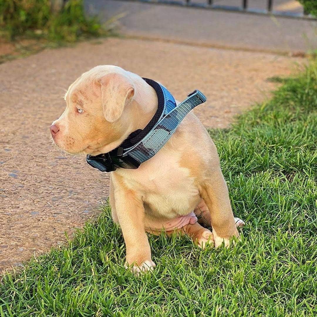 Bestia Dog Sport - Schnellverschlusshalsband M - Fassung von 40 bis 55 cm, M - Fassung von 40 bis 55
