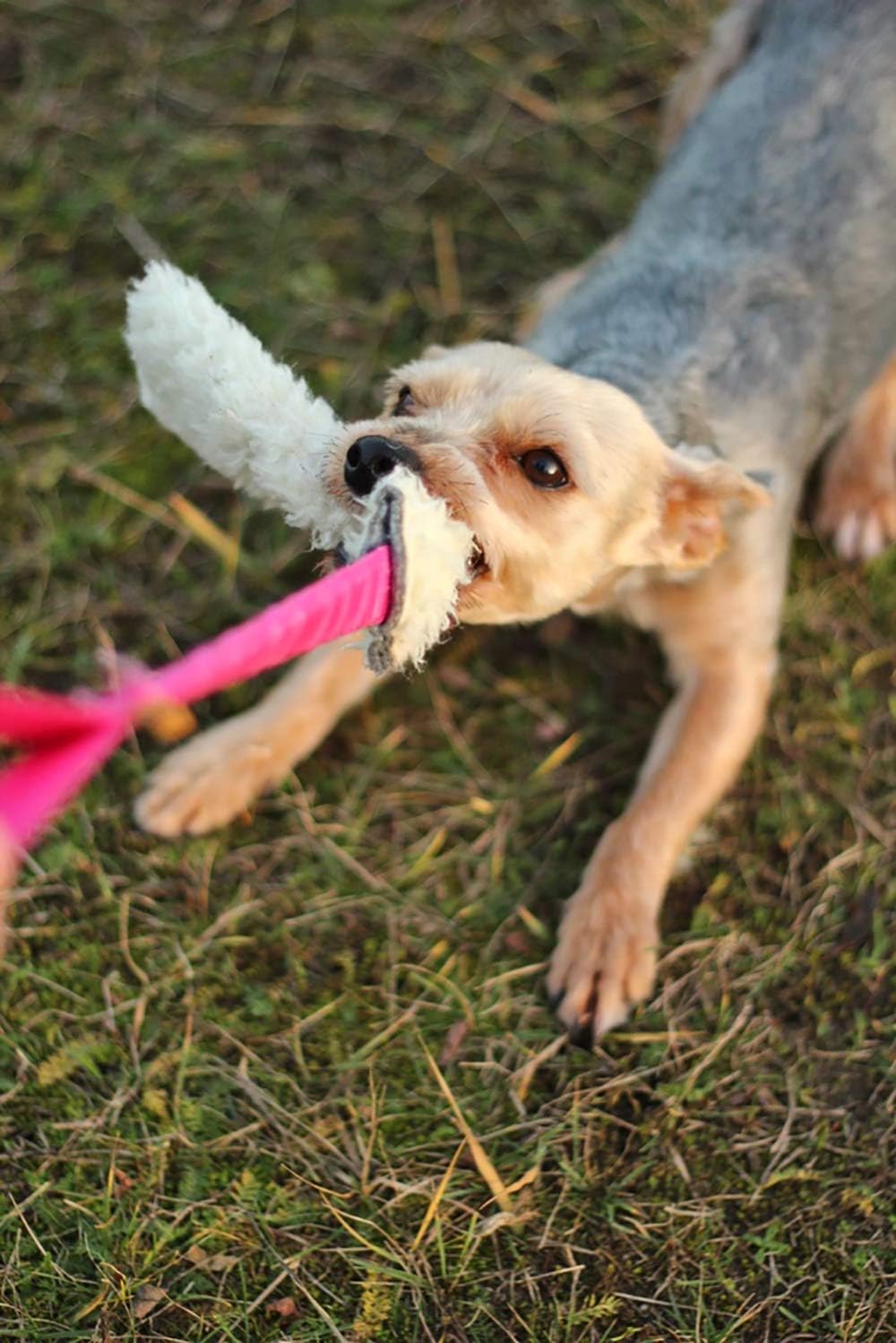 Dingo Set Hundespielzeug Schafwolle mit Griff Bungee 20 cm x 6 cm Grün Beisswürst Pink Beisswurst Ag