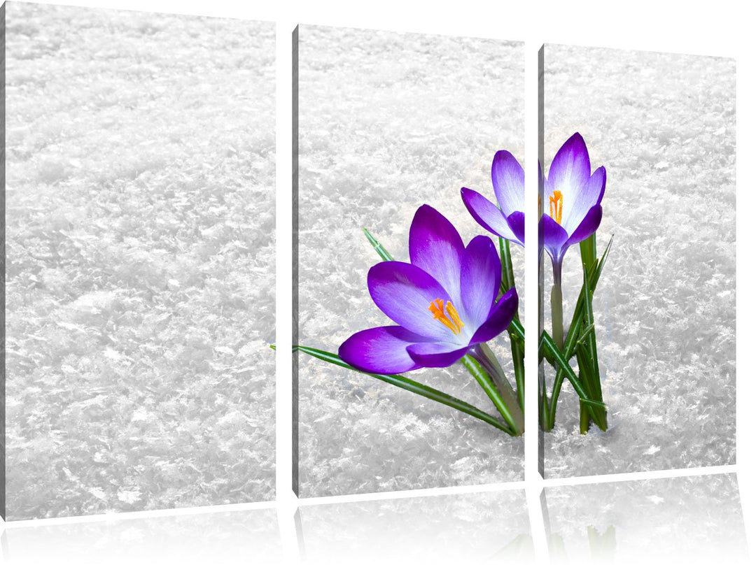 Lila Schnee Krokusse schwarz/weiss 3-Teiler Leinwandbild 120x80 Bild auf Leinwand, XXL riesige Bilde