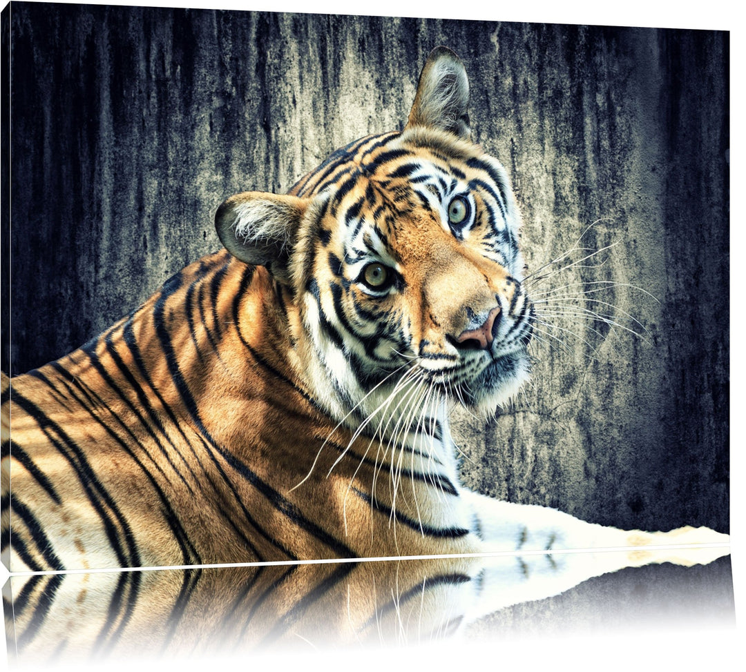 Neugieriger Tiger Format: 100x70 auf Leinwand, XXL riesige Bilder fertig gerahmt mit Keilrahmen, Kun