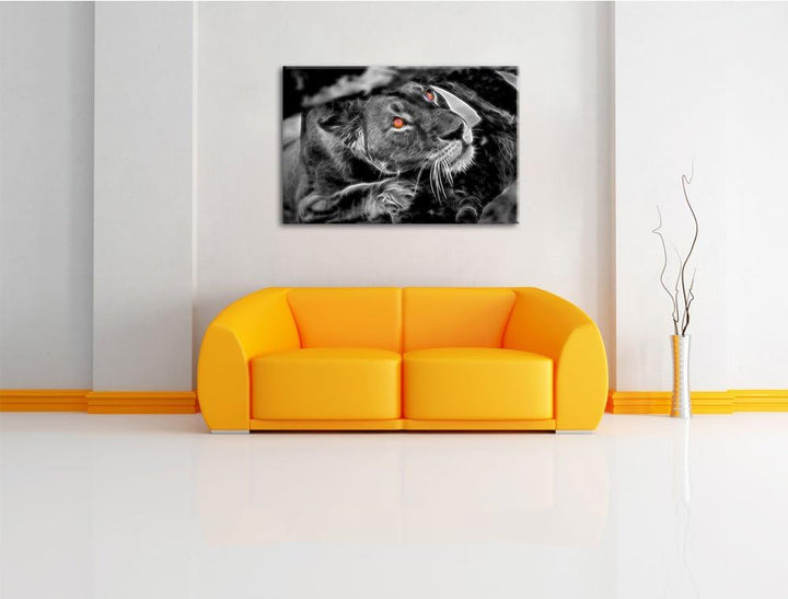 anpirschende listige Löwin schwarz/weiss Deluxe Format: 100x70 cm auf Leinwand, XXL riesige Bilder f