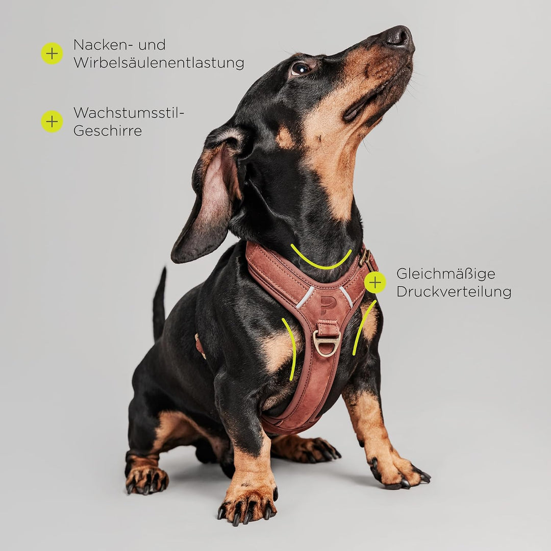 Lord Leder Hundegeschirr mit Guard-Konstruktion, Natürliche Rindsleder, für Sehr Kleine Hunde und We
