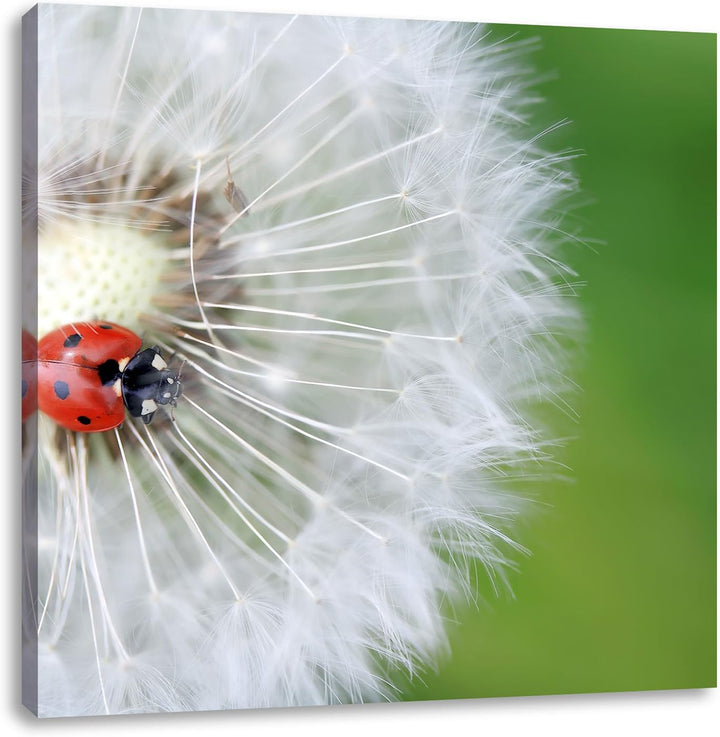 Pixxprint Kleiner Marienkäfer auf einem Löwenzahn, Format: 70x70 auf Leinwand, 70x70