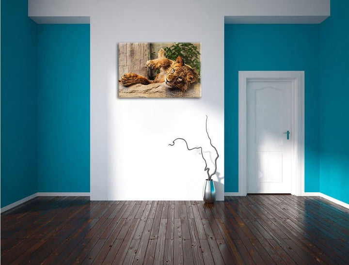 verspielter kleiner Löwe, Format: 100x70 auf Leinwand, XXL riesige Bilder fertig gerahmt mit Keilrah